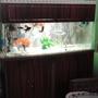 fish tank picture - gold community with non aggressive sharks,pelco,snail&turtle