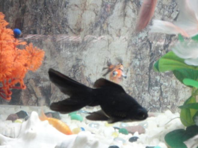 freshwater fish - carassius auratus - black moor goldfish stocking in 68 gallons tank - gold community with non aggressive sharks,pelco,snail&turtle