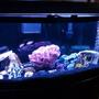 72 gallons freshwater fish tank (mostly fish and non-living decorations) - 72 Gallon Bowfront