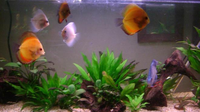 freshwater fish - symphysodon sp. - red discus stocking in 50 gallons tank - all my discus waiting for a feed.....suckers!