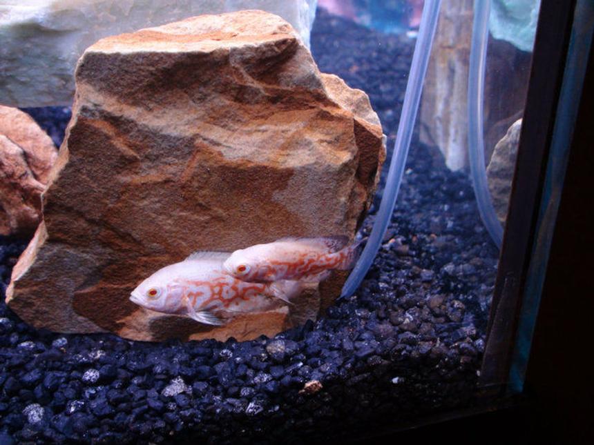 Rated #92: Freshwater Fish - Astronotus Ocellatus - Albino Oscar Stocking In 72 Gallons Tank - 2 Inch Oscars