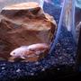 freshwater fish - astronotus ocellatus - albino oscar stocking in 72 gallons tank - 2 Inch Oscars