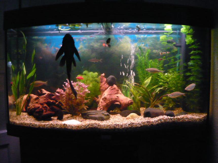 Rated #116: 42 Gallons Planted Tank - my planted tropical fish tank