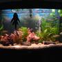 42 gallons planted tank (mostly live plants and fish) - my planted tropical fish tank