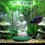 5 gallons freshwater fish tank (mostly fish and non-living decorations) - Betta swimming through his garden