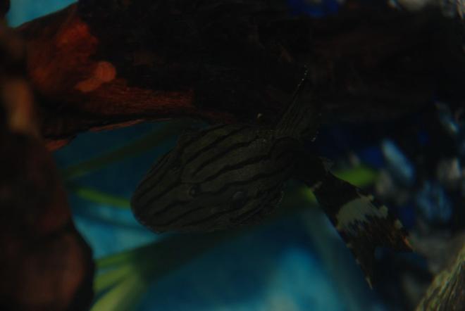 freshwater fish - panaque nigrolineatus - royal pleco (l-191) stocking in 37 gallons tank - Atlas the royal pleco