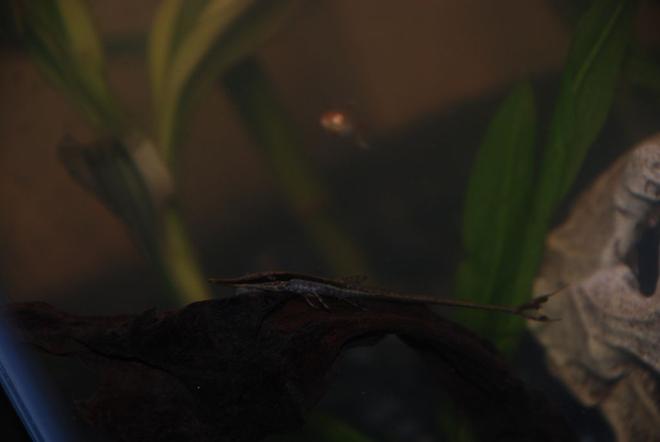 freshwater fish - farlowella gracilis - whiptail cat stocking in 37 gallons tank - Cyrano the small farlowella cat