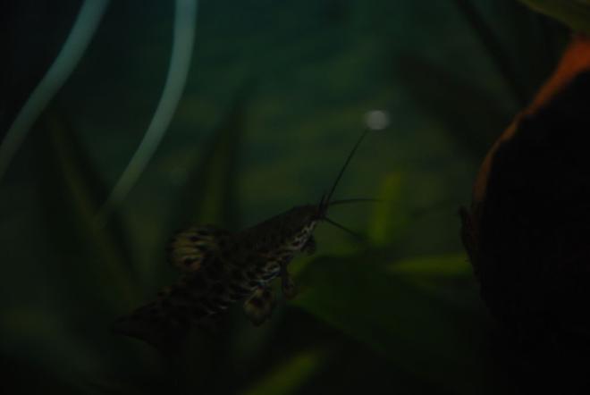 freshwater fish - hoplosternum thoracatum - hoplo catfish stocking in 37 gallons tank - Wolfgang the hoplo cat