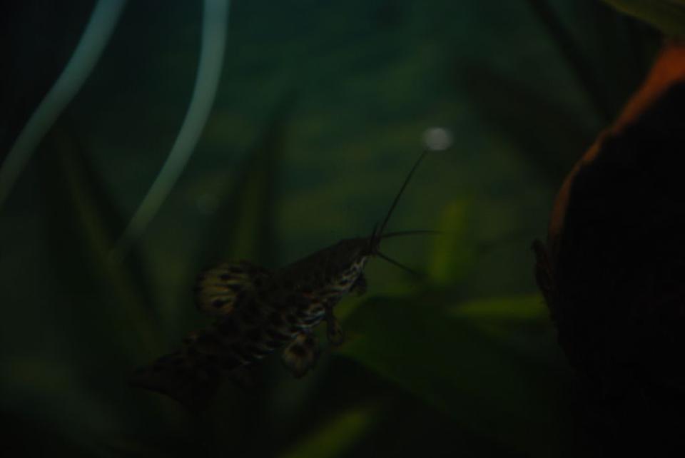 freshwater fish - hoplosternum thoracatum - hoplo catfish stocking in 37 gallons tank - Wolfgang the hoplo cat