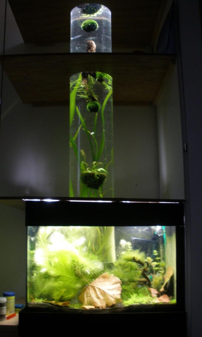 Rated #163: 36 Gallons Planted Tank - tank with an open bottom column. the shrimps can climb into the column.