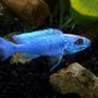 freshwater fish - sciaenochromis fryeri - electric blue hap stocking in 55 gallons tank - Hap. Ahli