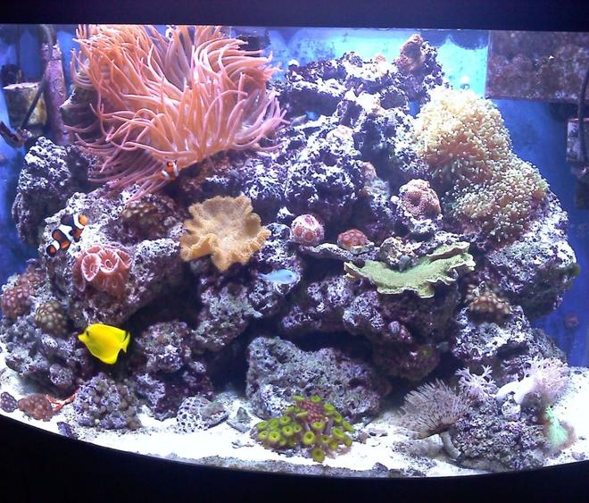 46 gallons reef tank (mostly live coral and fish) - 46G bowfront. August 2010