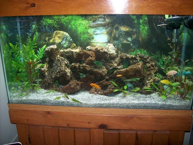 38 gallons freshwater fish tank (mostly fish and non-living decorations) - 38 gallon African Cichlid Tank