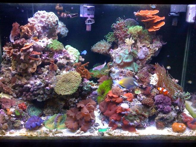 65 gallons reef tank (mostly live coral and fish) - July 2010