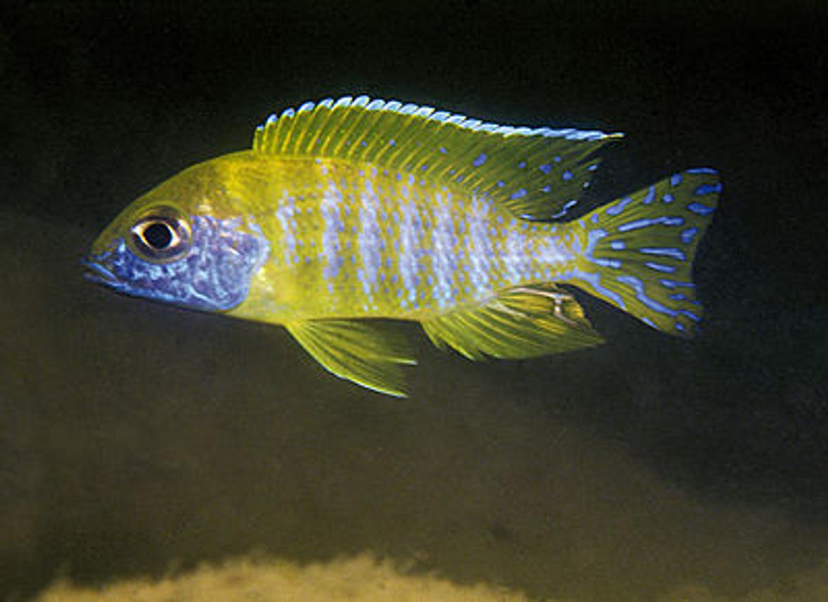 freshwater fish - aulonocara benga - benga peacock stocking in 72 gallons tank - My auloncara