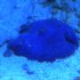 corals inverts - actinodiscus sp. - blue mushroom stocking in 75 gallons tank - blue mushroom