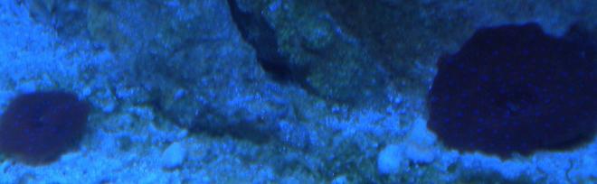 corals inverts - actinodiscus sp. - mushroom coral stocking in 75 gallons tank - red mushrooms