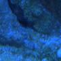 corals inverts - actinodiscus sp. - mushroom coral stocking in 75 gallons tank - red mushrooms