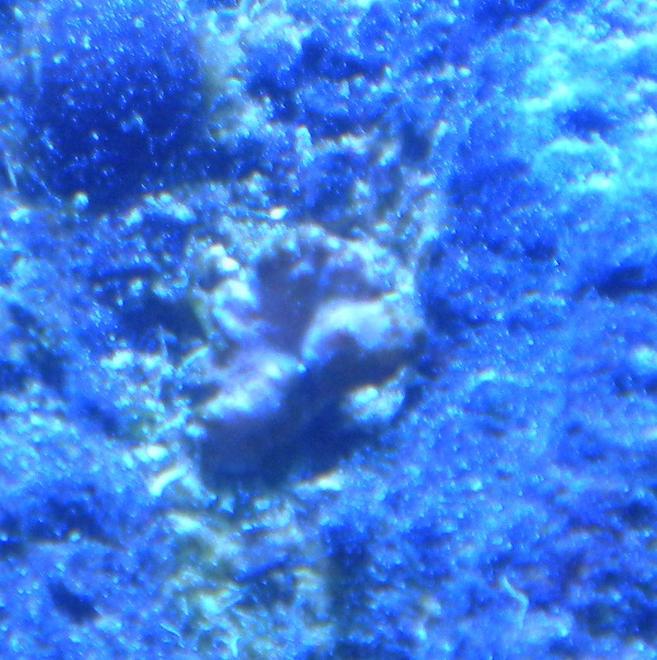 corals inverts - sinularia brassica - cabbage leather coral stocking in 75 gallons tank - cabbage leather frag