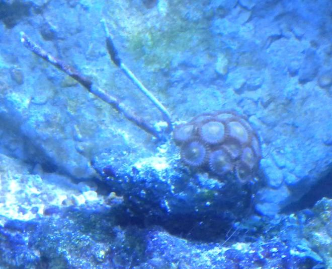 corals inverts - zoanthus sp. - button polyp stocking in 75 gallons tank - zoanthid and gorgonian frags
