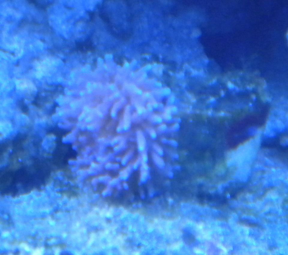 corals inverts - ricordea yuma - flower / ricordea mushroom, purple stocking in 75 gallons tank - purple ricordia
