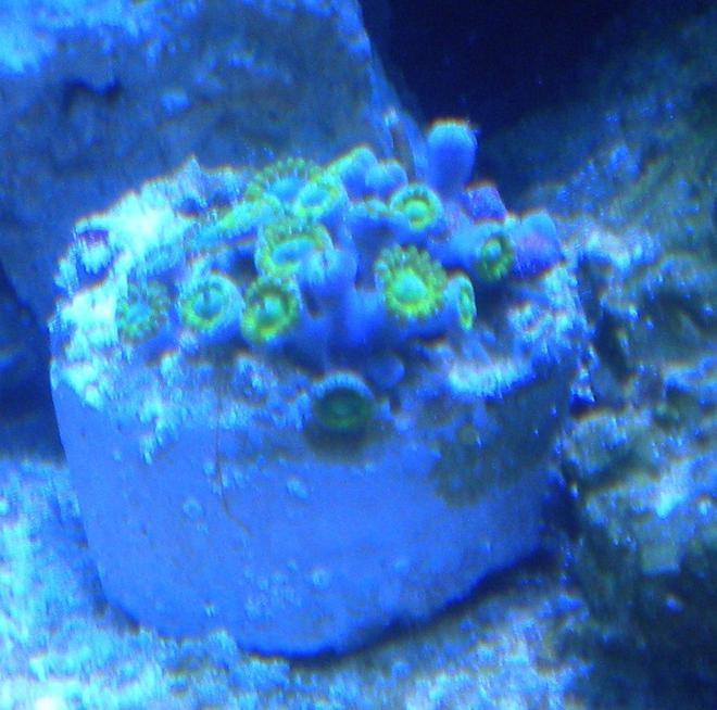 corals inverts - zoanthus sp. - colony polyp stocking in 75 gallons tank - green zoanthids frag