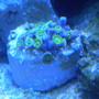 corals inverts - zoanthus sp. - colony polyp stocking in 75 gallons tank - green zoanthids frag