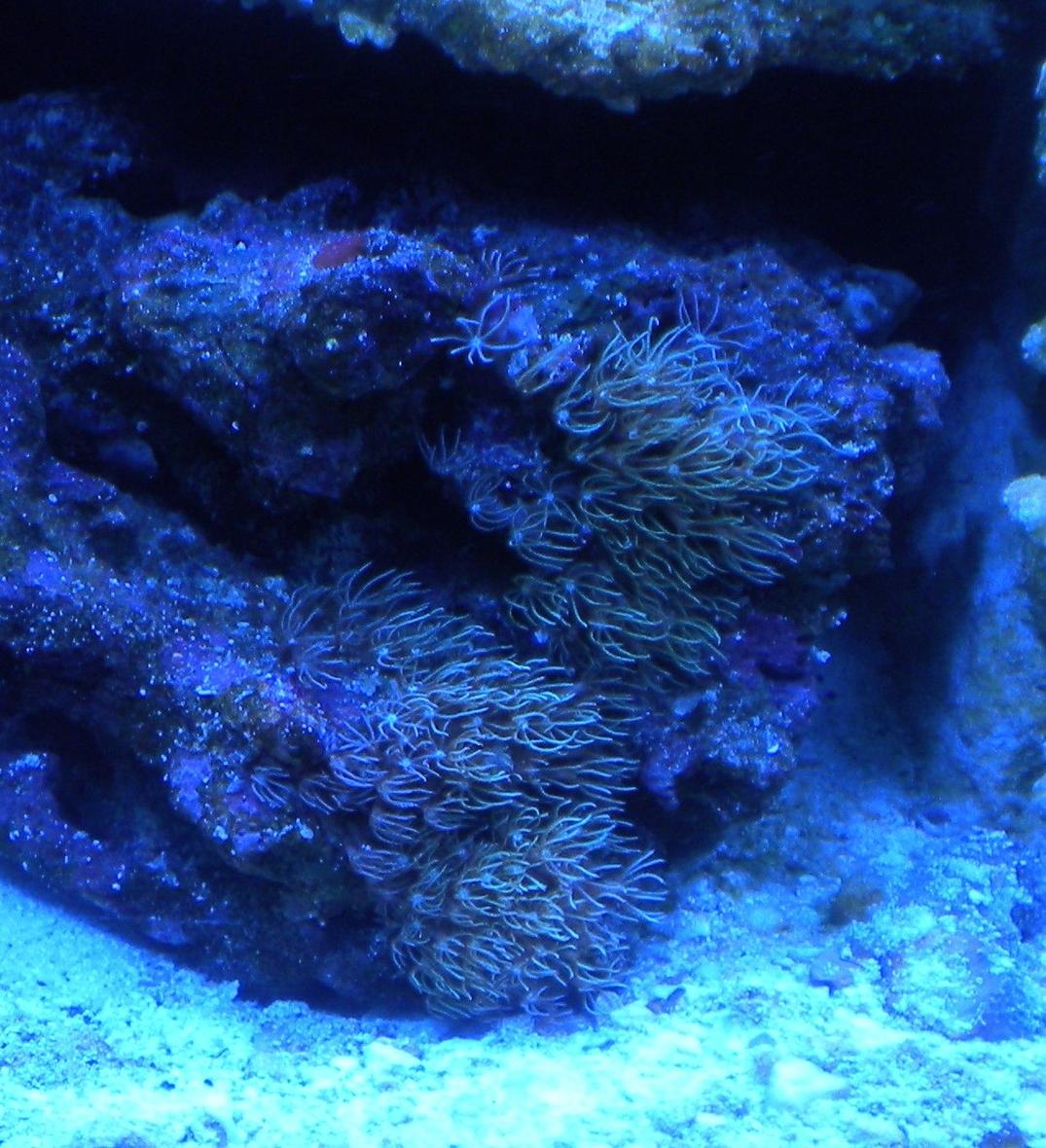 corals inverts - briareum sp. - starburst polyp stocking in 75 gallons tank - cluster of star polyps