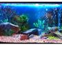 61 gallons freshwater fish tank (mostly fish and non-living decorations) - Tank overview