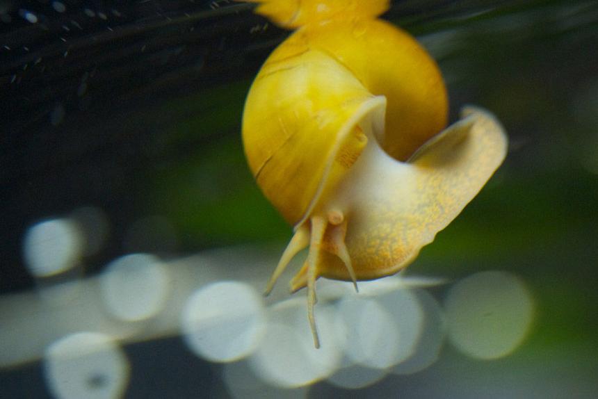 Rated #22: Corals Inverts - Pomacea Bridgesii - Mystery Snail Stocking In 37 Gallons Tank - Snail got some air in his shell and floated like this a while before grabbing onto the wall.