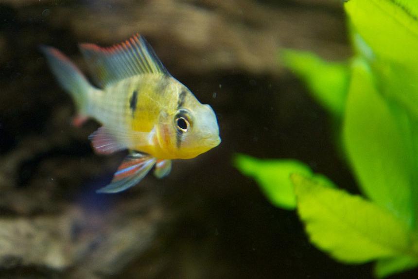 Rated #166: Freshwater Fish - Microgeophagus Altispinosa - Bolivian Ram Stocking In 37 Gallons Tank - Bolivian Ram