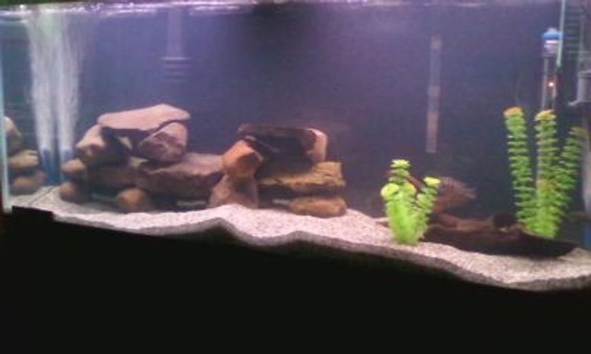Rated #282: 55 Gallons Freshwater Fish Tank - this is my 55 gallon fish tank with a green terror, a jack dempsey, a convict cichlid, 2 turquoise severums, and a common pleco.
there is also a powerhead, an emperor 400, and a top fin power filter 30. 110 to 120 gallons of filtration.
