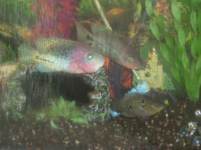 freshwater fish - cichlasoma sp. - flower horn cichlid stocking in 39 gallons tank - My Cichlids