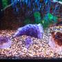 61 gallons freshwater fish tank (mostly fish and non-living decorations) - 1 albino coro and a cherry barb in Amethyst Valley