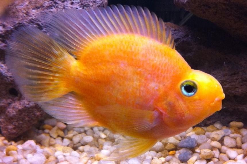 Rated #49: Freshwater Fish - Heros Severus X Amphilophus Citrinellum - Blood Parrot Stocking In 35 Gallons Tank - Parrot Fish