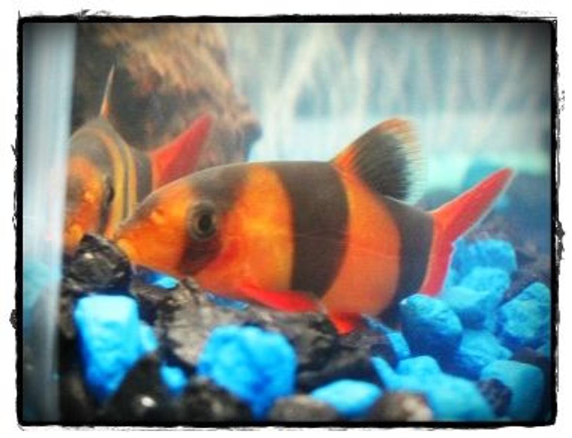 freshwater fish - botia macracantha - clown loach stocking in 10 gallons tank - He loves to look at himself :)