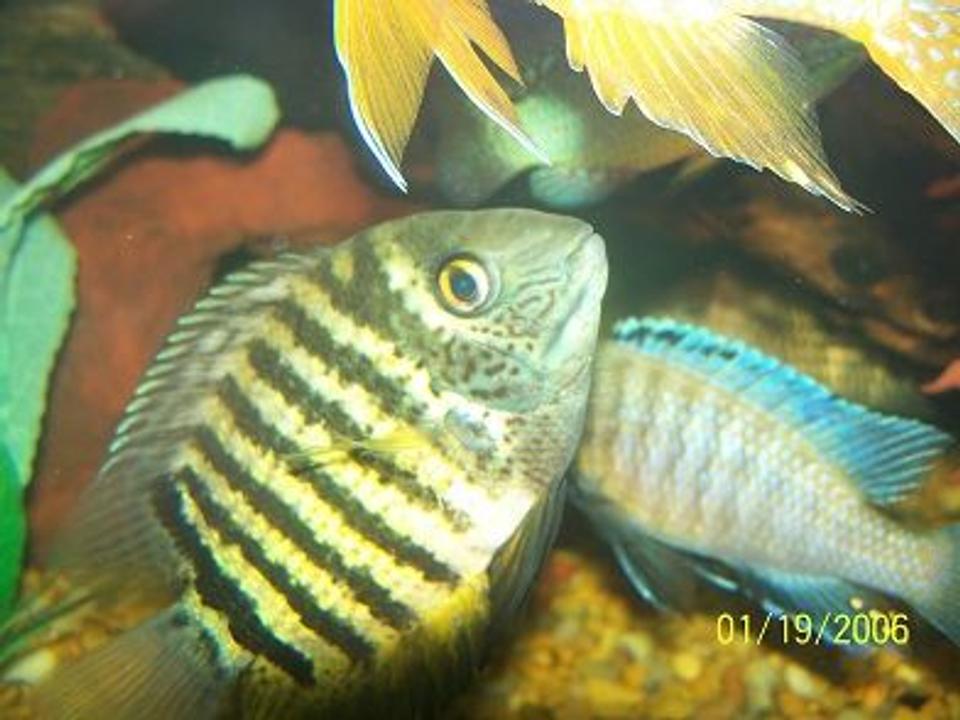freshwater fish - heros serverus - green severum stocking in 150 gallons tank - green severum