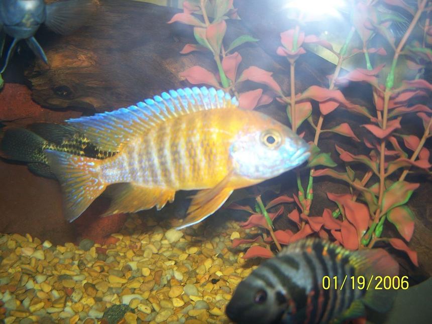 Rated #499: Freshwater Fish - Aulonocara Stuartgranti - Peacock Cichlid Stocking In 150 Gallons Tank - peacock