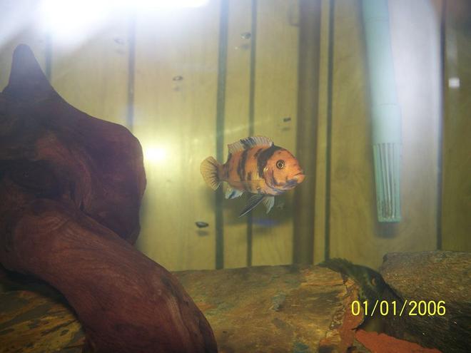 freshwater fish - metriaclima estherae - red blotch zebra stocking in 150 gallons tank - red zebra