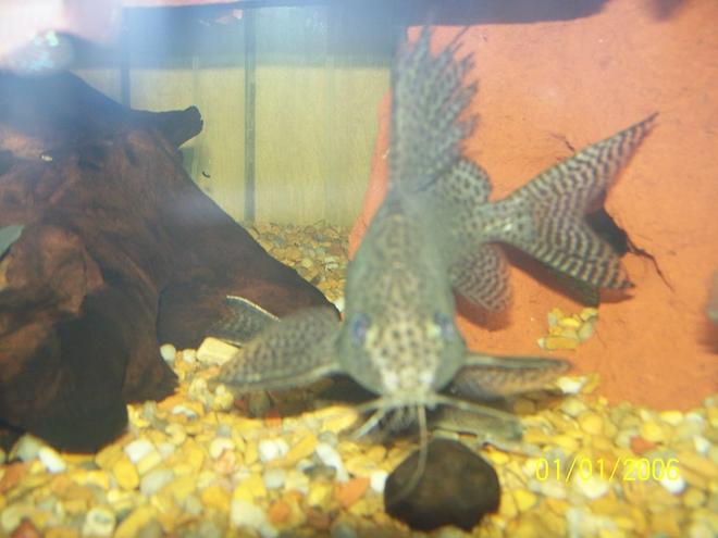 freshwater fish - auchenoglanis occidentalis - giraffe nosed catfish stocking in 150 gallons tank - Knarrr