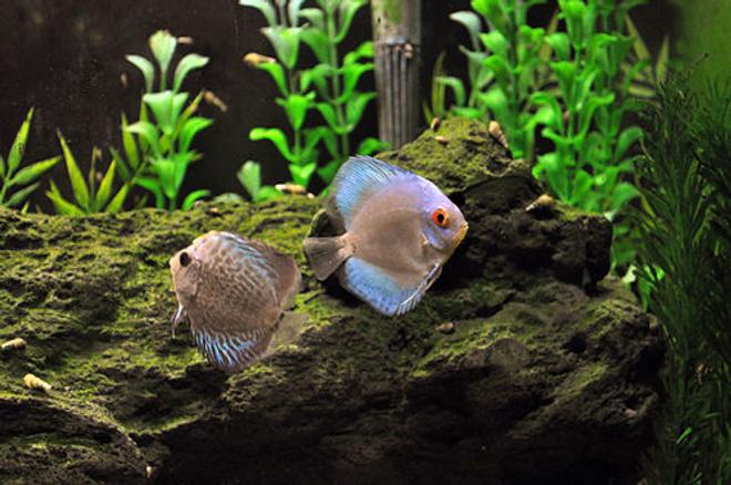 freshwater fish - symphysodon sp. - blue diamond discus stocking in 55 gallons tank - My new discus - blue diamond and a blue snakeskin.
