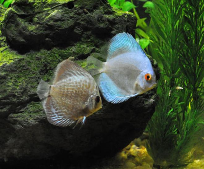 freshwater fish - symphysodon sp. - blue diamond discus stocking in 55 gallons tank - Blue diamond and blue snakeskin discus.