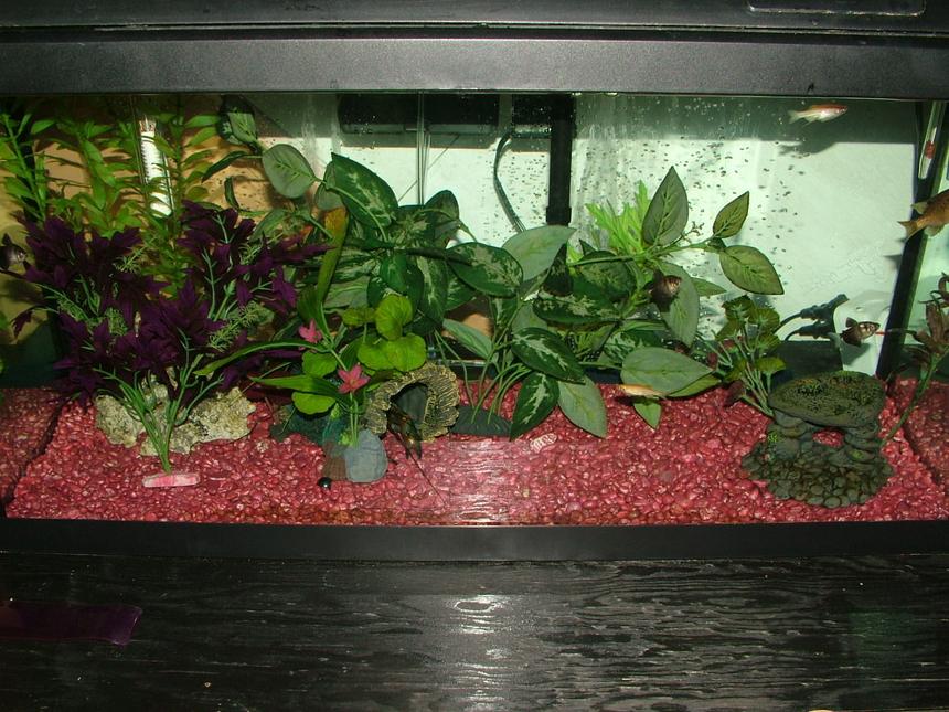 Rated #318: 25 Gallons Freshwater Fish Tank - My 25 gallon tank