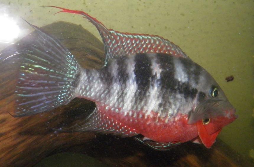 Rated #74: Freshwater Fish - Thorichthys Meeki - Firemouth Cichlid Stocking In 230 Gallons Tank - 5" Firemouth cichlid / Thorichthys meeki 
        
      going into attack mode