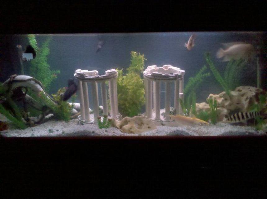 Rated #248: 125 Gallons Freshwater Fish Tank - just chaged my tank up a little foggy from adding stuff but trying to get it all right