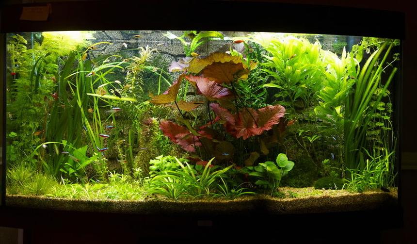 Rated #10: 58 Gallons Planted Tank - 58hall, CO2