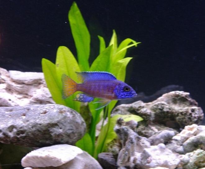 freshwater fish - aulonocara stuartgranti ngara - ngara flametail stocking in 55 gallons tank - Flametail Peacock - Aulonocara stuartgranti