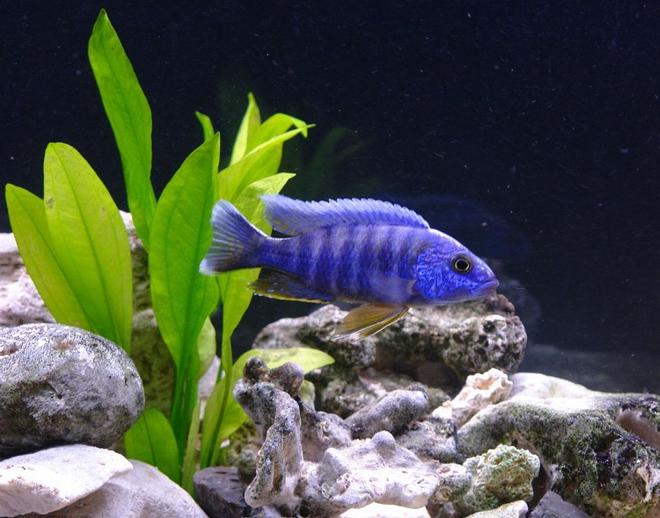 freshwater fish - aulonocara hansbaenschi - red shoulder peacock stocking in 55 gallons tank - Red Shoulder Peacock - Aulonocara stuartgranti (Metangula)