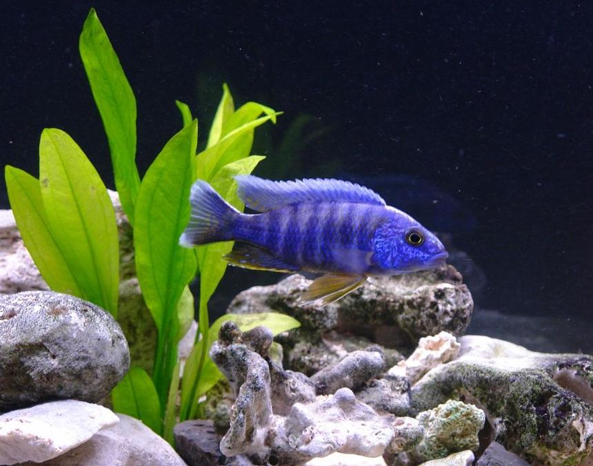 Rated #133: Freshwater Fish - Aulonocara Hansbaenschi - Red Shoulder Peacock Stocking In 55 Gallons Tank - Red Shoulder Peacock - Aulonocara stuartgranti (Metangula)