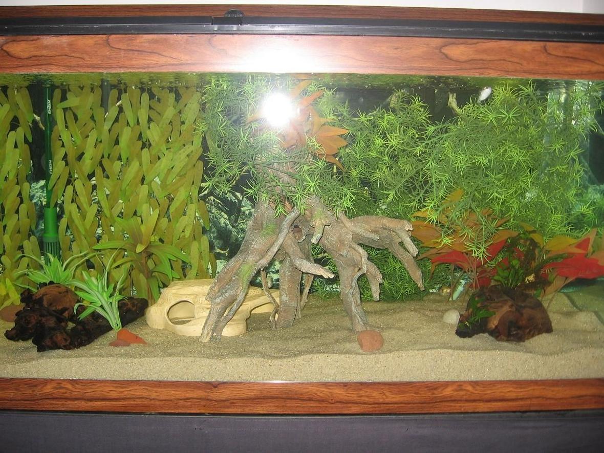 75 gallons freshwater fish tank (mostly fish and non-living decorations) - 75g Brackish Set-up. GSP in top right.